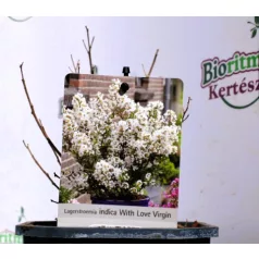   Kínai selyemmirtusz (fehér virágú törpe) Lagerstroemia Virgin V2