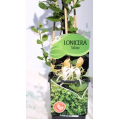 Futólonc, Örökzöld japán futólonc Lonicera Halliana C2