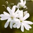 Liliomfa, Fehér csillagvirágú liliomfa Magnolia Stellata C3