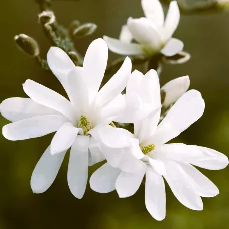 Liliomfa, Fehér csillagvirágú liliomfa Magnolia Stellata C3