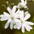 Liliomfa, Fehér csillagvirágú liliomfa Magnolia Stellata C3