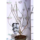 Liliomfa, Fehér csillagvirágú liliomfa Magnolia Stellata C3