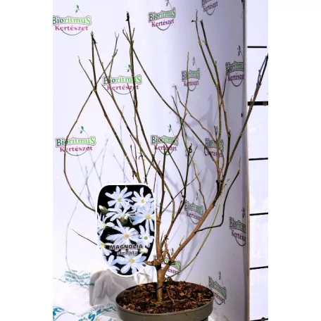 Liliomfa, Fehér csillagvirágú liliomfa Magnolia Stellata C3