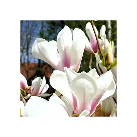 Liliomfa, Nagyvirágú liliomfa / Fehér virágú liliomfa Magnolia Soulangeana C3
