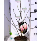 Liliomfa, Nagyvirágú liliomfa / Fehér virágú liliomfa Magnolia Soulangeana C3