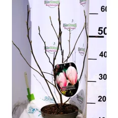   Liliomfa, Nagyvirágú liliomfa / Fehér virágú liliomfa Magnolia Soulangeana C3