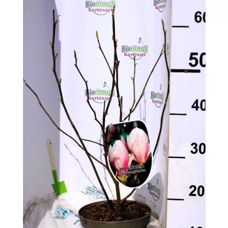 Liliomfa, Nagyvirágú liliomfa / Fehér virágú liliomfa Magnolia Soulangeana C3