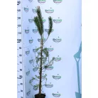Mandulafenyő Pinus Pinea