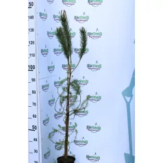 Mandulafenyő Pinus Pinea