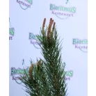Mandulafenyő Pinus Pinea
