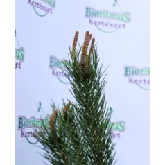 Mandulafenyő Pinus Pinea
