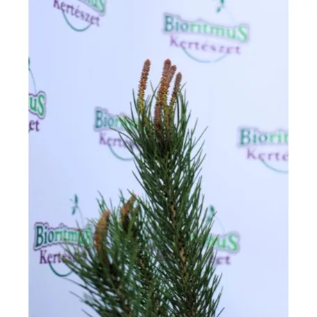 Mandulafenyő Pinus Pinea