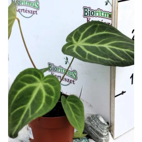 Flamingóvirág, Bársonyos flamingóvirág Anthurium clarinervium 12 cm cserép