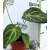 Flamingóvirág, Bársonyos flamingóvirág Anthurium clarinervium 12 cm cserép