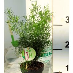   Aszparágusz/Klárisfű Asparagus densiflorus Sprengeri 12 cm cs