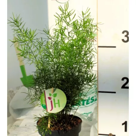 Aszparágusz/Klárisfű Asparagus densiflorus Sprengeri 12 cm cs