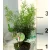 Aszparágusz/Klárisfű Asparagus densiflorus Sprengeri 12 cm cs