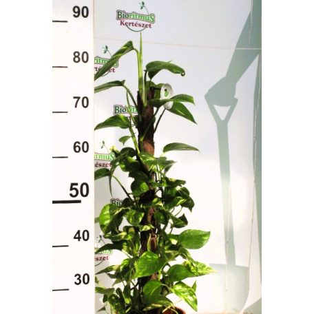 Szobai futóka mohakaróra futtatva Epipremnum pin.mosspole 19 cm cserép