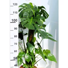 Zöld szobanövény mix 27 cm cserép