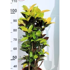 Zöld szobanövény mix 27 cm cserép