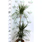 Zöld növény mix szobanöv.24 cm cserép