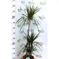 Zöld növény mix szobanöv.24 cm cserép