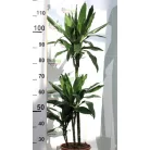 Zöld növény mix szobanöv.24 cm cserép