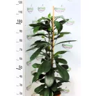 Zöld növény mix szobanöv.24 cm cserép