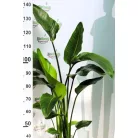 Zöld növény mix Forest 24 cm cserép
