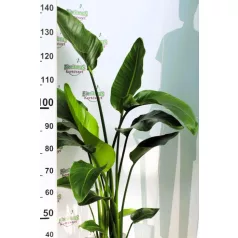 Zöld növény mix Forest 24 cm cserép