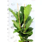 Zöld növény mix Forest 24 cm cserép