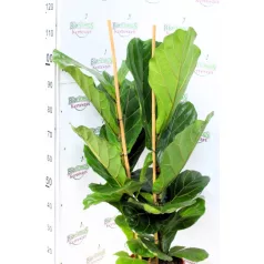 Zöld növény mix Forest 24 cm cserép