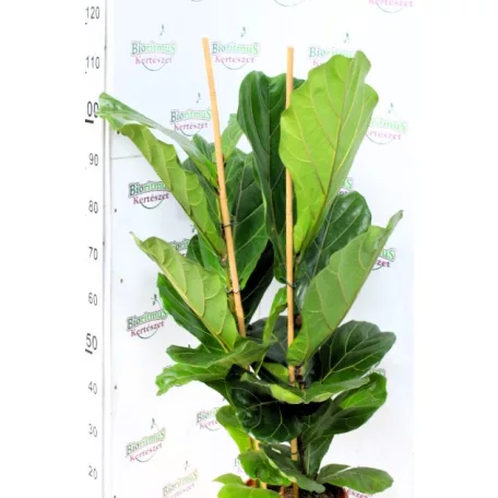 Zöld növény mix Forest 24 cm cserép
