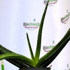 Aloe vera 12 cm cserép