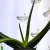 Aloe vera 12 cm cserép