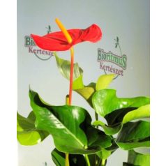 Flamingóvirág mix Anthurium Andr.mix 12 cm cserép