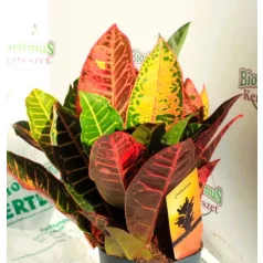   Csodacserje / Kroton Codiaeum variegatum Petra 3PP 12 cm cserép