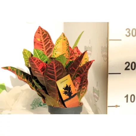 Csodacserje / Kroton Codiaeum variegatum Petra 3PP 12 cm cserép