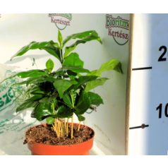 Kávécserje Coffea arabica 12 cm cserép