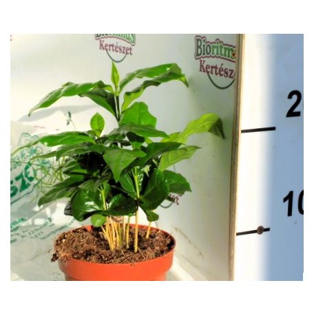 Kávécserje Coffea arabica 12 cm cserép