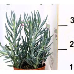 Kék pozsgafű Curio ficoides Blues 15 cm cserép