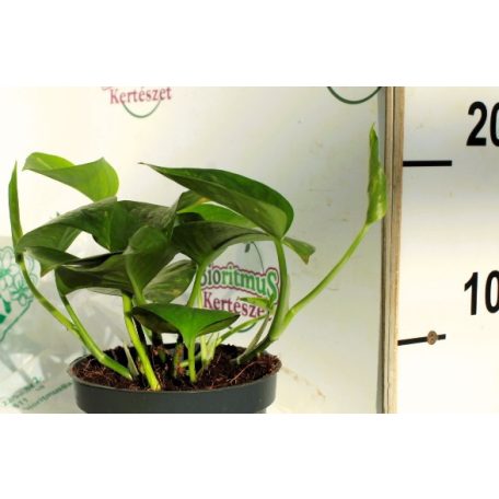 Szobai futóka Epipremnum pin.Aureum 12 cm cserép