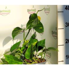   Szobai futóka akasztós cserépben Epipremnum pin.hang.bask.15 cm cserép