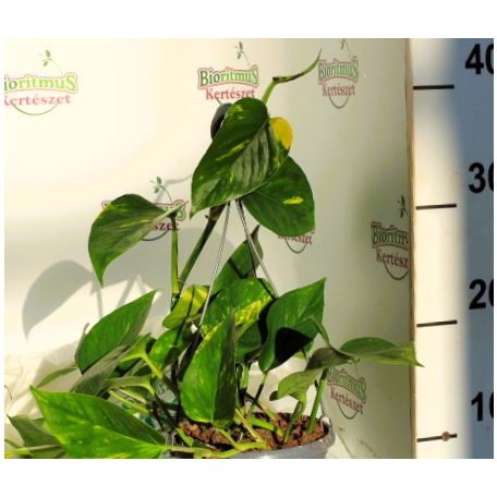 Szobai futóka akasztós cserépben Epipremnum pin.hang.bask.15 cm cserép