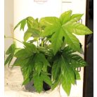 Japán arália Fatsia japonica  17 cm cserép