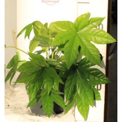 Japán arália Fatsia japonica  17 cm cserép