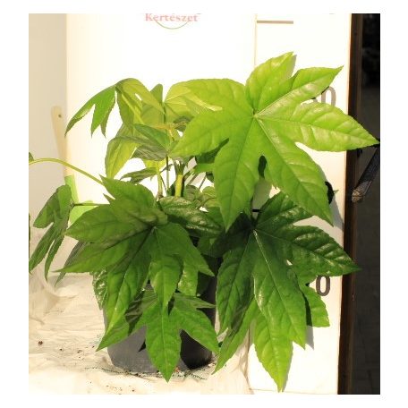 Japán arália Fatsia japonica  17 cm cserép