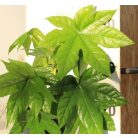 Japán arália Fatsia japonica  17 cm cserép