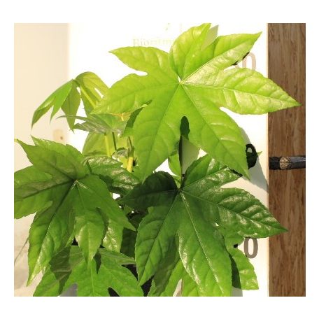 Japán arália Fatsia japonica  17 cm cserép