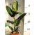 Szobafikusz Ficus elastica Robusta 12 cm cserép